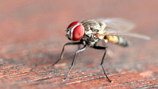 Stubenfliege (5).jpg